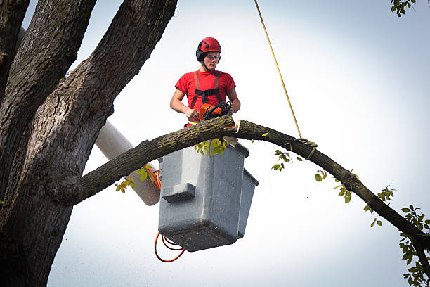  Brooksi, DE Tree Services Pros